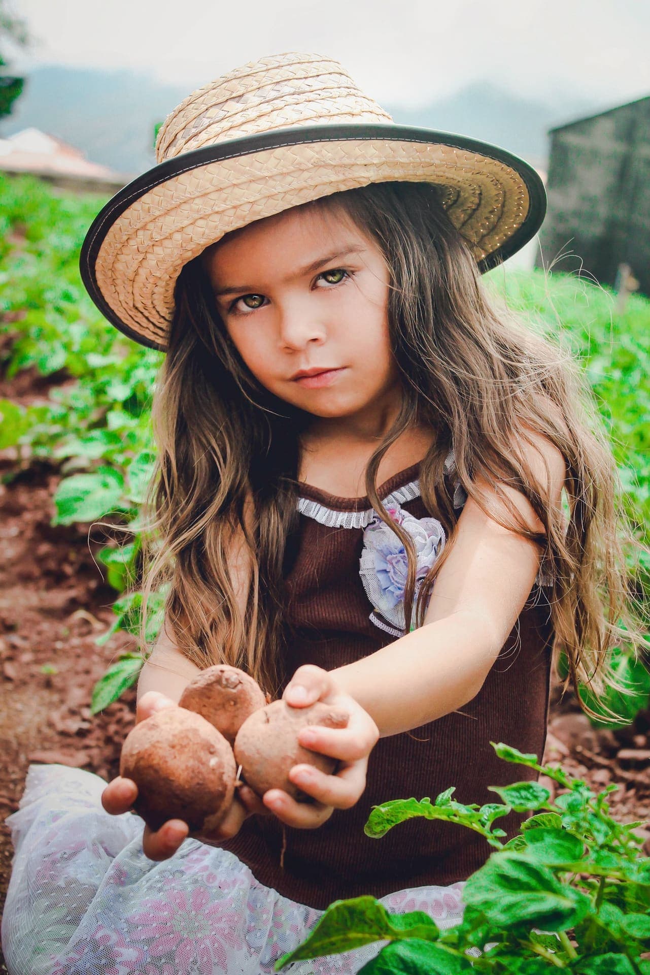 Niña campesina con papas cosechadas en el páramo