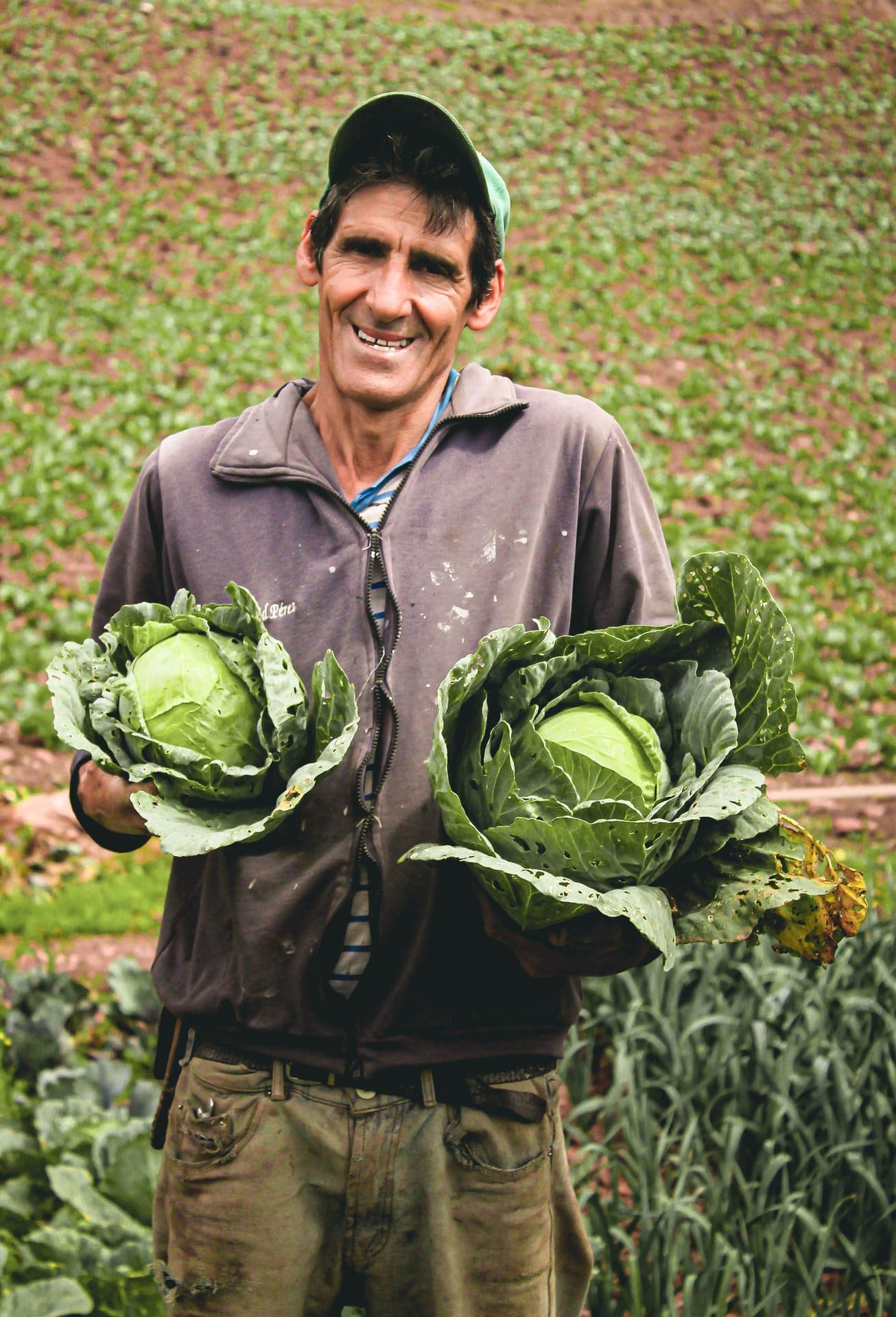 Productor mostrando repollos recién cosechados