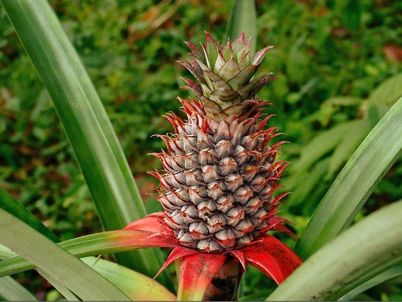 Piña