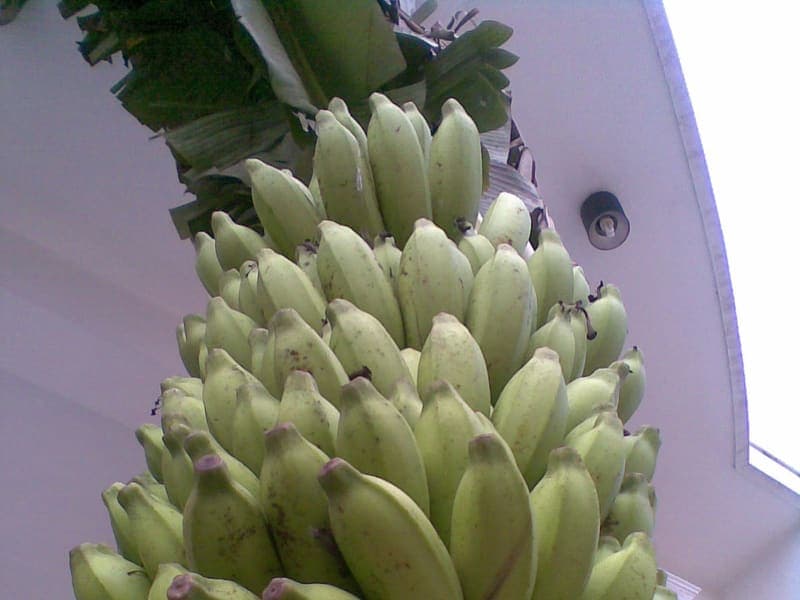 Plátano