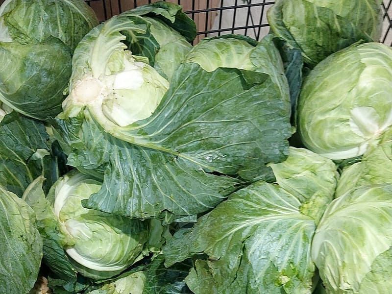 Repollo