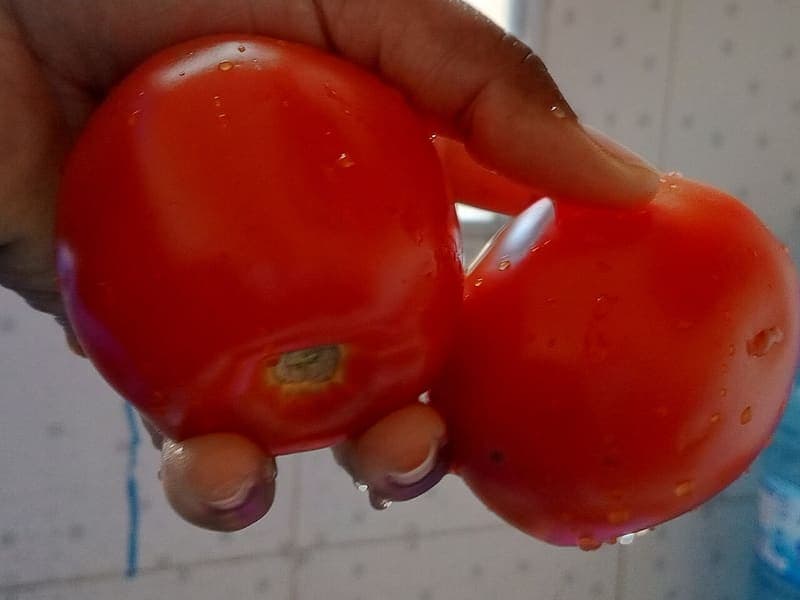 Tomate
